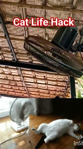 Cat Life Hack & Crazy Fan 😺😄 #trending #shortvideo #viral #cats #funny