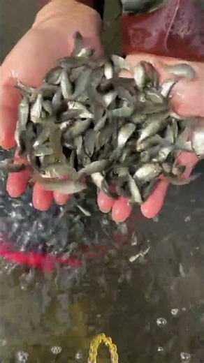 "Little Fisherman Catches Bunch of Tiny Fish with Net & Red Scoop 🎣😊"