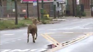 LAMB ON THE LAM: A runaway lamb escaped from a Chicago slaughterhouse, dodging traffic until it was nabbed: http://6abc.com/1537006 | 6abc Action News