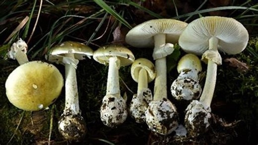 Deadly death cap mushrooms cause hospitalizations and deaths in California