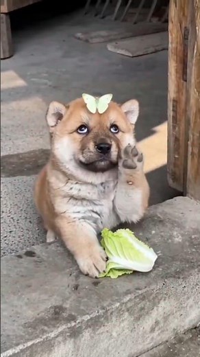 😅 funny moments of dog 😂 for you guys ❤️..#dogs #funny #comedy #youtubeshorts #trending #viral