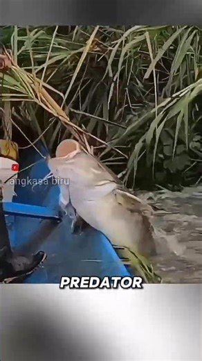Tapah Fish vs Baung: Brutal Pull in the Rivers of the Archipelago #fishfacts #baung #tapahfish