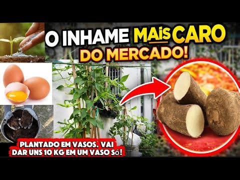 COMO TER O INHAME MAIS CARO EM CASA PLANTADO EM VASOS, APRENDA A DURAR…