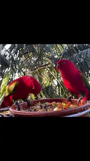 the ultimate foodie love story: chintu and pintu🦜♥️ #animals #facts