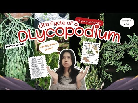 Life Cycle of a Lycopodium