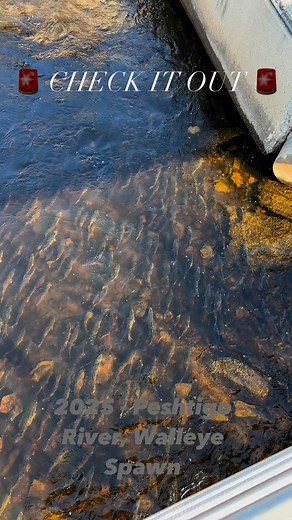 🚨DON’T MISS THIS 🚨 THOUSANDS of Green Bay - Walleye have made their way up the Peshtigo River, in Peshtigo Wisconsin for their 2025 Spawning season! This is definitely a sight to see, you don’t want to miss it‼️ #fishing #fish #walleyefishing #walleye #Wisconsin #midwest | Tactical Angler