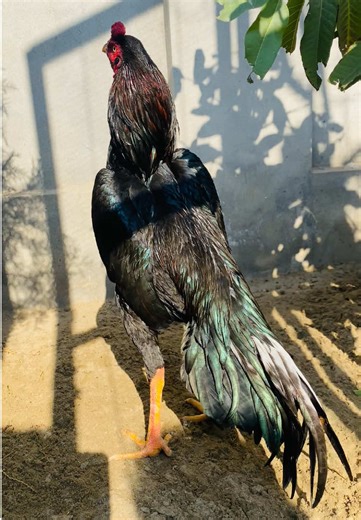 Discover Mianwali Aseel: A Unique Setup Guide