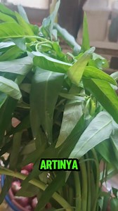 Kangkung | Obat Herbal