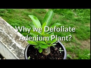 Why do we Defoliate or Prun Adenium Plant Leaves?- Part 1
