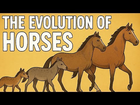 The Evolution of Horses!