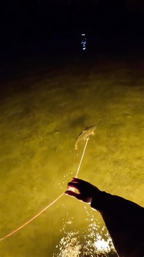 Can you spot the musky? #bowfishing #carp #musky