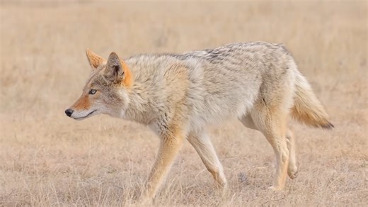 This coyote killed a 19-year-old singer - and nobody could stop it