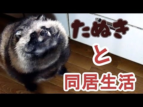 タヌキと2人暮らし 2020 02 16(Lives with a Tanuki)