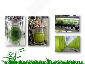 Industrial Fermenters and Plants as Bioreactors
