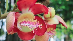 Cannonball Tree Flower Couroupita Guianensis Over: vídeo stock (100% livre de direitos) 11364335 | Shutterstock