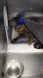 3.2K views | Dallas Animal Services and Adoption Center on Reels | Facebook