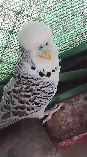 budgies https://youtube.com/@eye-view-622?feature=shared?sub_confirmation=1
