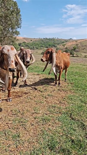 Indayá Gir e Girolando Quase 60 anos nessas 3 matriarcas, todas mães de touros. Notada, mãe de Naipe e Futura(vaca mais pesada da raça), Cleópatra(mãe de Vingador) e Cachoeira(mãe de Jacarandá). Genética extrema perpetuada em nosso rebanho. | Rural Pecuária