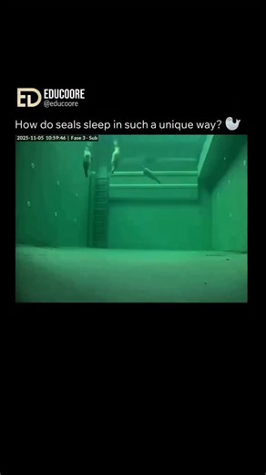 Edu Coore | Seals, particularly when in the water, employ a unique sleep strategy called unihemispheric slow-wave sleep (USWS), which allows them to... | Instagram