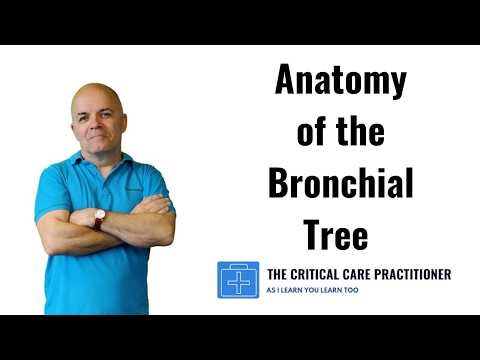 Anatomy of the Bronchial Tree