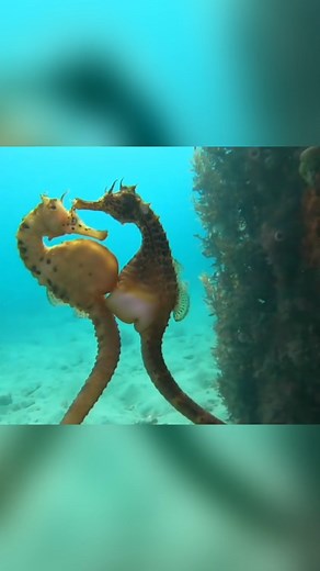 27K views · 771 reactions | Happy Fathers Day! Here is some incredible footage of a female seahorse (Hippocampus) - (left) who is transferring her eggs into the males pouch. The male will eventually give birth to the babies 殺 Credit: Jules Casey - @onebreathdiver IG #seahorsemale #seahorse #fathersday | Australian Geographic | Facebook
