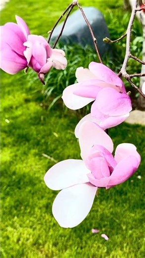 Magnolias are blooming in my Garden