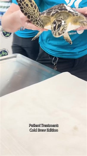 90K views · 4.5K reactions | Have you met Cold Brew? This juvenile Atlantic green sea turtle arrived in January as a cold stunned patient!  After months of treatment, to heal their wound, Cold Brew will be heading home on Friday, May 2nd. Tune in to our Facebook page at 4:30pm cst to view the live stream of their release! | Sea Turtle, Inc | Facebook