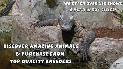 6.3K views · 87 reactions | ✨ **Tampa Bay Reptile Expo in Largo,...