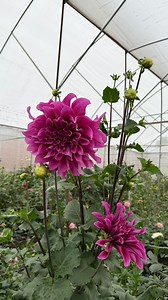 Hoy 04 de agosto es el día de la flor nacional de México: DALIA 🇲🇽 La flor que nos representa ante el mundo, originaria de México y que sigue siendo uno de los patrimonios más grandes de nuestro país para el mundo. Orgulloso de seguir conservando la tradición de cultivar las flores más bonitas del mundo. #dalia #dalias #mexico #flornacional #floricultura | Tierra Floral