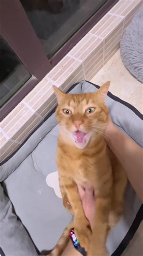 #CapCut #hachimi #funnycat #orangecat #meow | funny cat