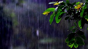 Rain Falling, Rainfall, Cinemagraph. Free Stock Video