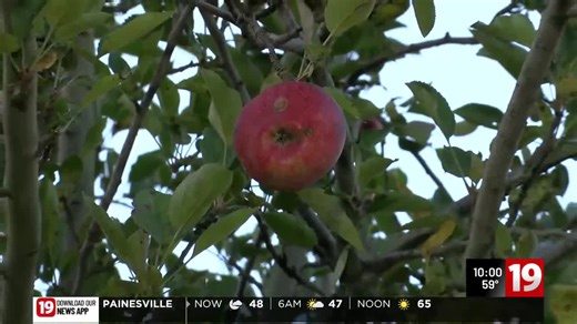 Some northeast Ohio apple orchards facing low supply after drought