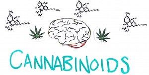 Your Brain On Drugs: Marijuana