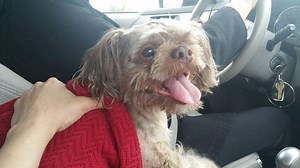 Do You Know This Dog?