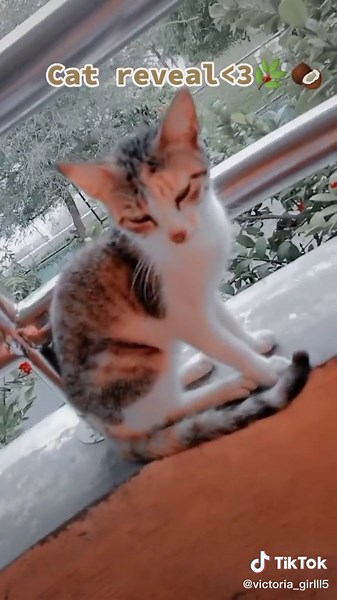 Her name is Mochi!!#Cat#hiberworld#HiberWorld#cat#cutiecat😸#cuteee#MochiTheLittleCAT