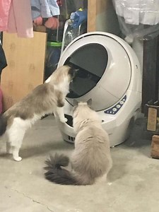Litter Robot for Multiple Cats | Litter Robot FAQs with Answers