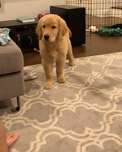 Porkchop on Instagram: "Testing the limits. #tbt . . . . #porkchopthegolden #goldendog #goldenretriver #ilovegoldens #ilovegolden_retrievers #dogsofinstagram #goldenretrieversofinstagram #cutestgoldens"