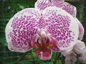 Ernesto Cortazar - Orchidea