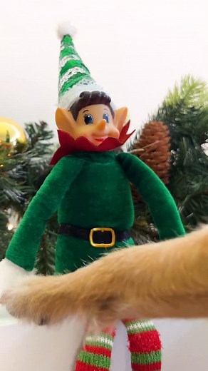 No shelves needed for this new holiday tradition 👀 Meet our friend Frog on the Log and get ready to play hide & seek every day until Christmas! | Petco