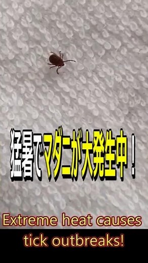 Giant tick #tick #tick-borne disease #SFTS = "severe fever with thrombocytopenia syndrome"