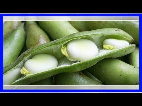 Bohnen kochen: Wie lange dauern grüne und gelbe Bohnen?