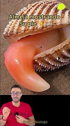 Clam sticking out its “foot” 🦪🦶🫨