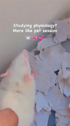 Sugar and spice on Instagram: "Softest thing in the lab 🐀 #lablife #physiologylab #biologylab #labrat #whiterat #collegevibes #studentlife #sciencegirl #medstudentlife #cutelab #labpractical #sciencevibes #animalhandling #mumbaicollege #labday #biologyclass #hands_on_learning #academiclifestyle #studygram #collegeindia #sciencecommunity #wholesome #ratlove #softest lab rat, white rat, physiology practical, biology lab, college lab, student practical, science student, animal handling, lab class,