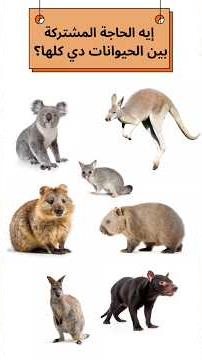 What do these animals have in common? #arabicforkids #egyptiandialect