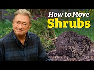 How to Dig Up, Move & Replant Shrubs 🌱 | Transplanting Without Killing Them