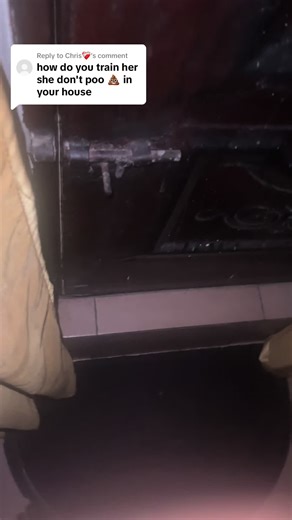 Morning Routine: Taking My Dog Outside for a Poo