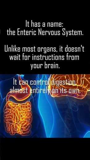 The Hidden Brain Nobody Talks About