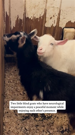 Goats of Anarchy | Polly and Juniper love each other, but they also understand each other and experience the world similarly. They cuddle at night and often... | Instagram