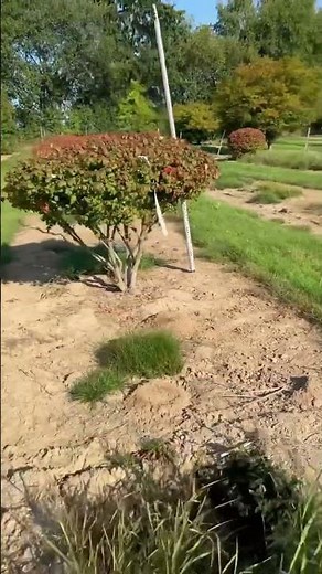 Create a Stunning Garden with Euonymus Alatus 'Compactus': Tips from ART Story in Green Space