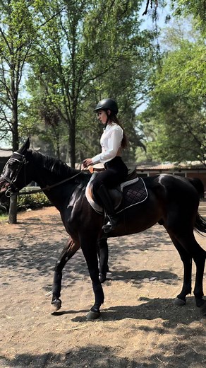 Caballos 🐎: Si le queda grande la yegua, está acostumbrado a puras burras
